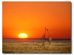 Giraffes Stretch their Necks at Sunset, Ethosha National Park, Namibia