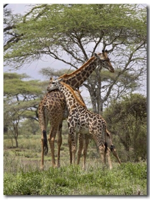 Masai Giraffe Mother and Young, Serengeti National Park, Tanzania, Africa