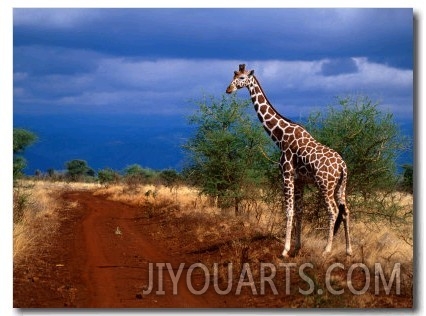 Reticulated Giraffe (Giraffa Camelopardalis Reiiculata), Meru National Park, Kenya