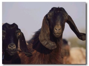 Close up of Two Long Eared Goats