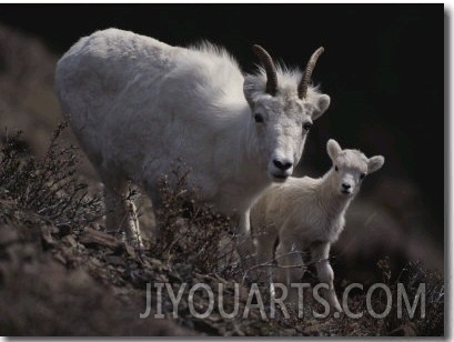 Female Rocky Mountain Goat with Her Kid