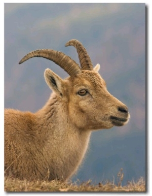 Ibex, Portrait of Female, Switzerland
