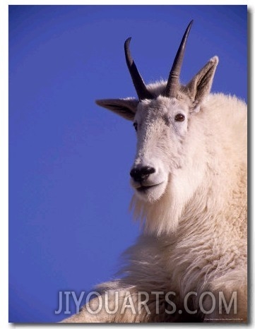 Mountain Goat (Oreamnos Americanus), CO