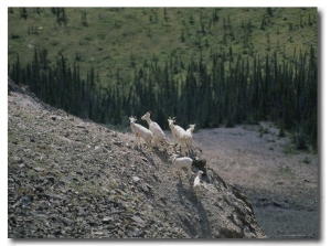 Mountain Goats on a Rocky Mountainside in the Yukon Territory