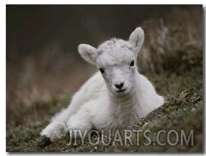 Portrait of a Juvenile Rocky Mountain Goat