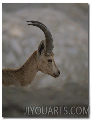 Profile of an Ibex, a Wild Goat That Dots the Israeli Countryside