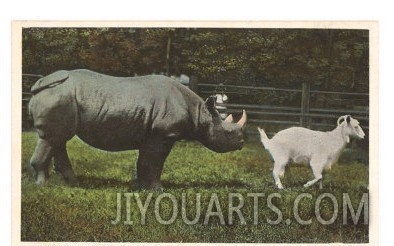 Rhino and Goat, Zoo, Philadelphia, Pennsylvania