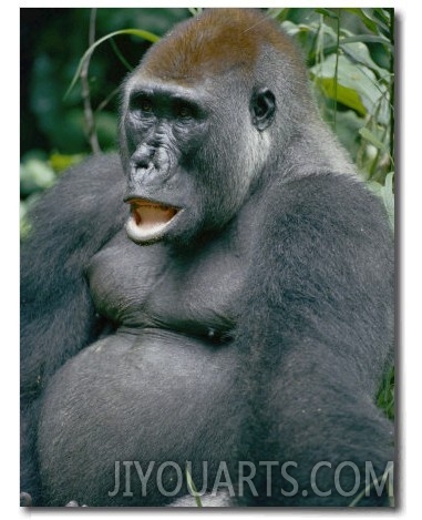 A Close View of a Lowland Gorilla
