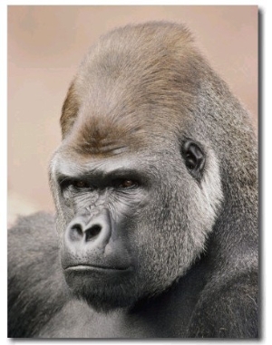A Portrait of a Western Lowland Gorilla