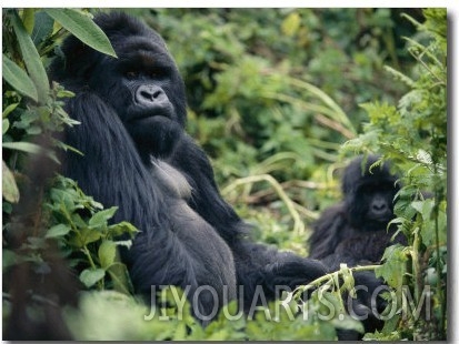Adult Male Mountain Gorilla