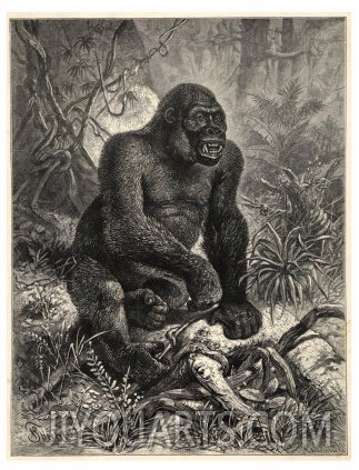 Gorilla (Troglodytes Gorilla) in the Jungle