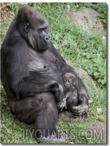 Relaxed Western Lowland Gorilla Mother Tenderly Nursing Her Infant, Melbourne Zoo, Australia
