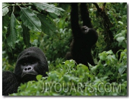 Silverback Gorilla and a Playful Youngster in the Dense Jungle, Virunga Mountains, Rwanda