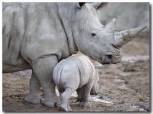 A Large White Rhinoceros and its Young
