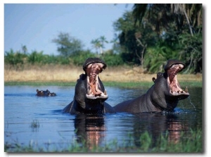 Hippo, Botswana