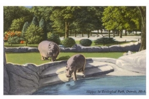 Hippopotamus in Zoo, Detroit, Michigan
