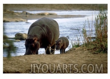 Hippopotamus, with Baby, South Africa