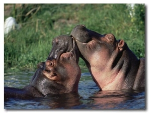 Hippos Courting, Masai Mara, Kenya