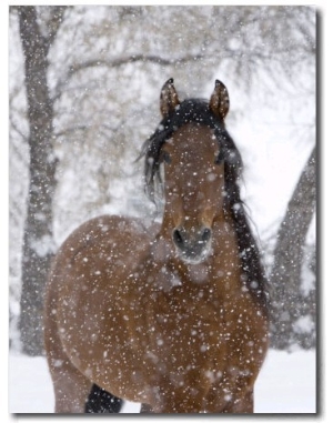 Bay Andalusian Stallion Portrait with Falling Snow, Longmont, Colorado, USA
