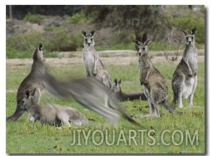 A Group of Eastern Gray Kangaroos