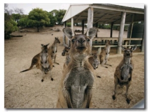 A Group of Kangaroos Look Confused