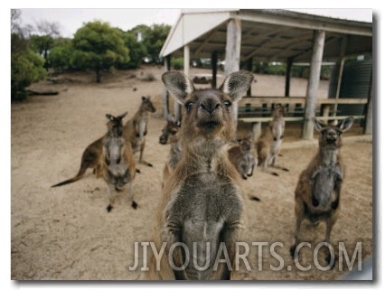 A Group of Kangaroos Look Confused