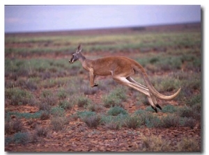 A Red Kangaroo Bounds Across the New South Wales Countryside
