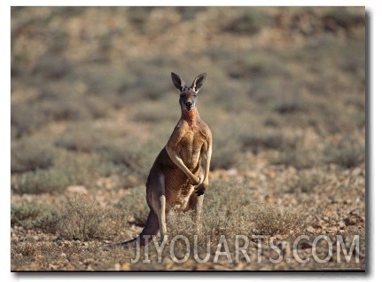 A Red Kangaroo Standing in the Australian Countryside