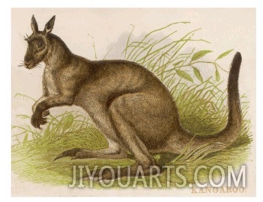 An Engraving of a Kangaroo