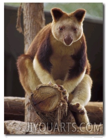 Captive Goodfellows Tree Kangaroo Perched on a Tree Branch Display, Melbourne Zoo, Australia