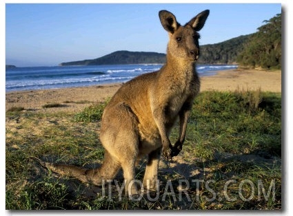 Eastern Grey Kangaroo on Beach, Murramarang National Park, New South Wales, Australia