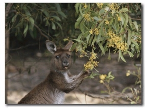 Gray Kangaroo Feeding on Wattle Flowers
