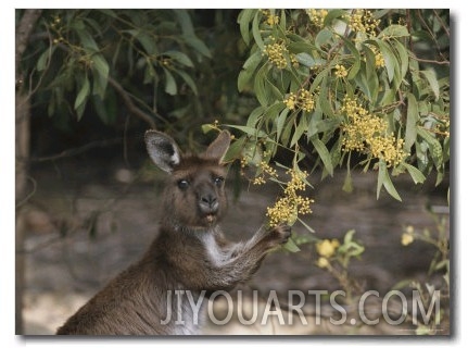 Gray Kangaroo Feeding on Wattle Flowers