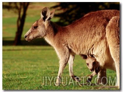 Kangaroo and Joey on Bellarine Peninsula, Barwon Heads, Victoria, Australia