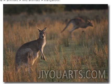 Kangaroos in a Grassland Area
