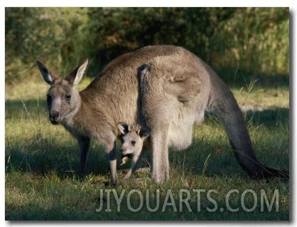 View of an Eastern Grey Kangaroo with Young