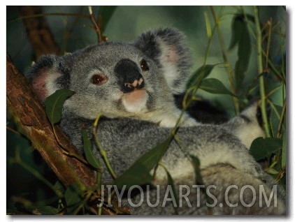 A Koala Bear Clings to a Eucalyptus Tree in Eastern Australia