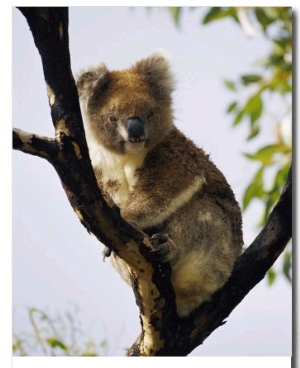 A Koala Bear Sits in a Tree