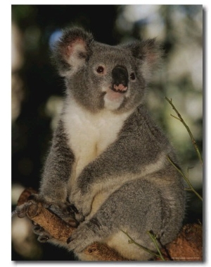 A Koala Clings to a Eucalyptus Tree in Eastern Australia