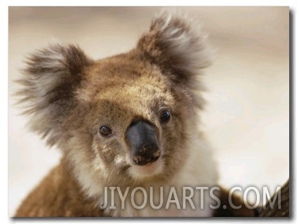 A Portrait of a Koala