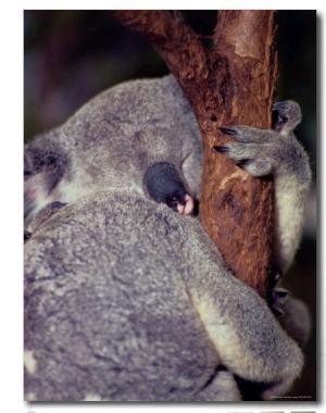A Sleeping Koala Hugs a Branch