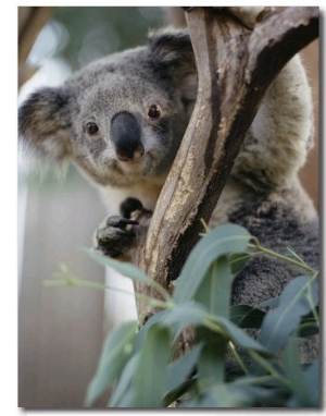 Close View of a Koala Bear