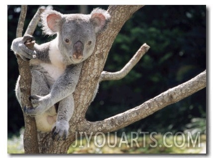 Koala Bear in a Tree in Captivity, Australia, Pacific