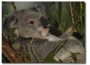 Koala Clings to a Eucalyptus Tree in Eastern Australia