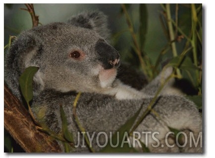 Koala Clings to a Eucalyptus Tree in Eastern Australia