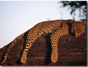 A Leopard, Panthera Pardus, Rests on a Large Tree Limb