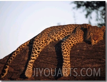 A Leopard, Panthera Pardus, Rests on a Large Tree Limb
