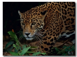 A Portrait of a Leopard (Panthera Pardus)
