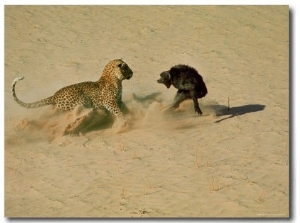 Leopard About to Kill a Terrified Baboon