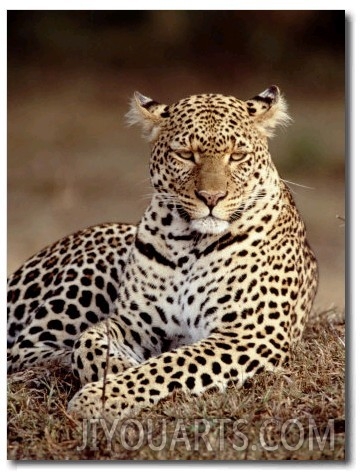 Leopard, East Africa